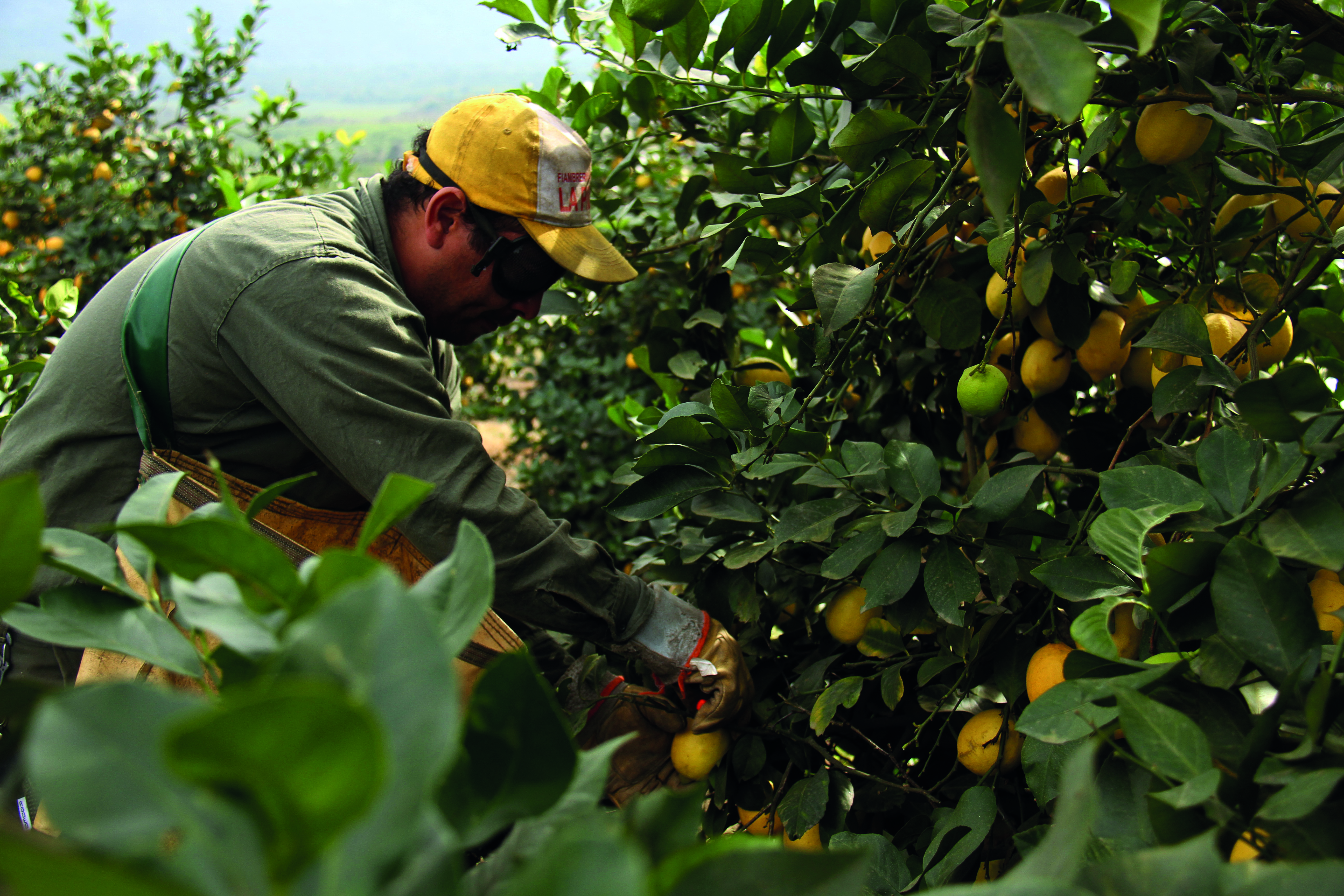 Producción